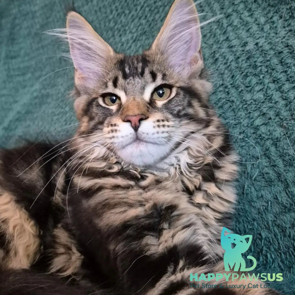 Kaiser Maine Coon male black tabby - live animals