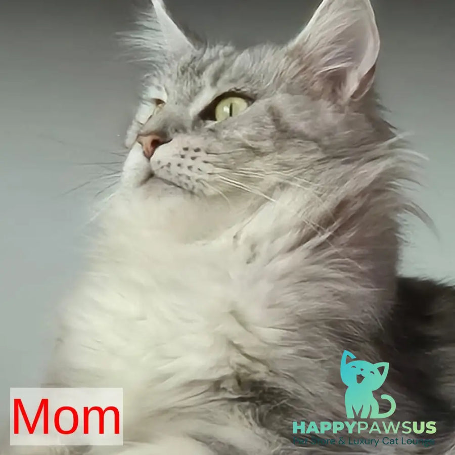 Kaiser Maine Coon male black tabby - live animals