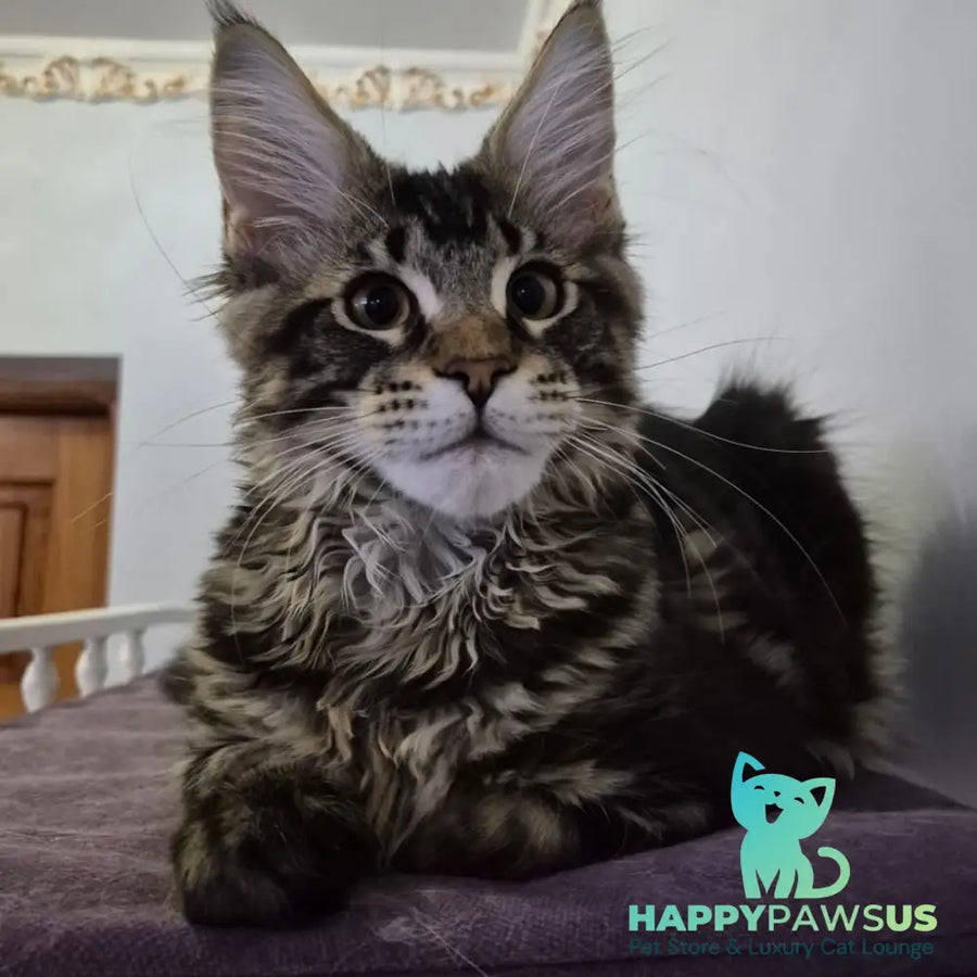 Kaiser Maine Coon male black tabby - live animals