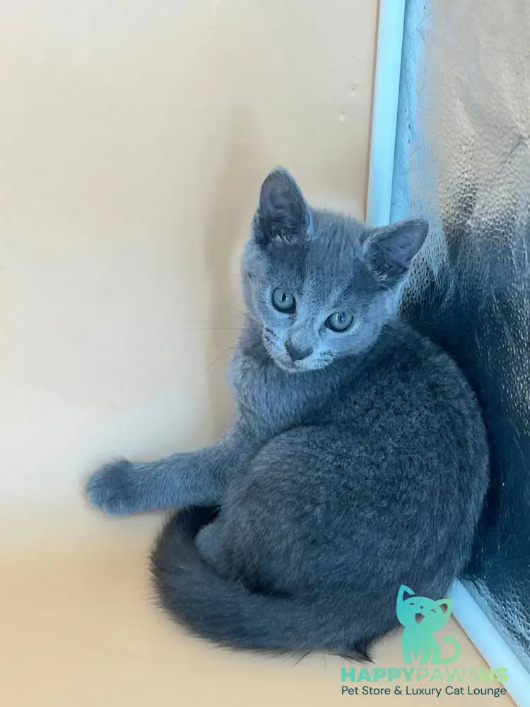 Kajra Russian Blue female blue - live animals