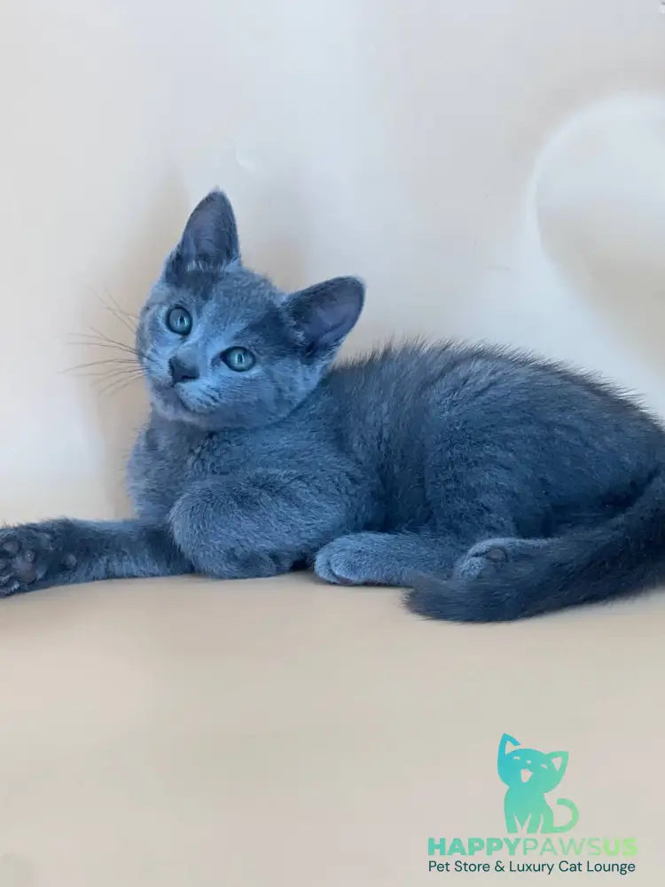 Kajra Russian Blue female blue - live animals