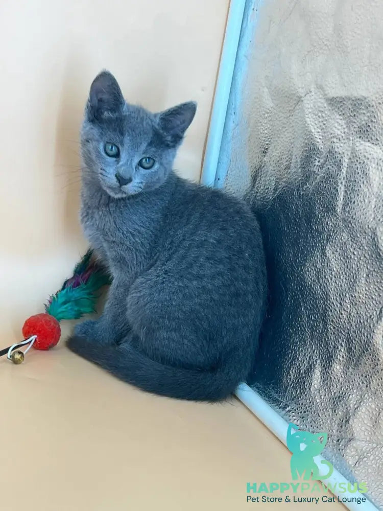 Kajra Russian Blue female blue - live animals