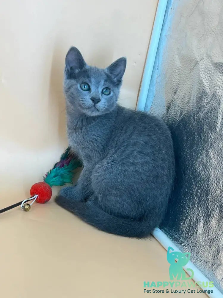 Kajra Russian Blue female blue - live animals