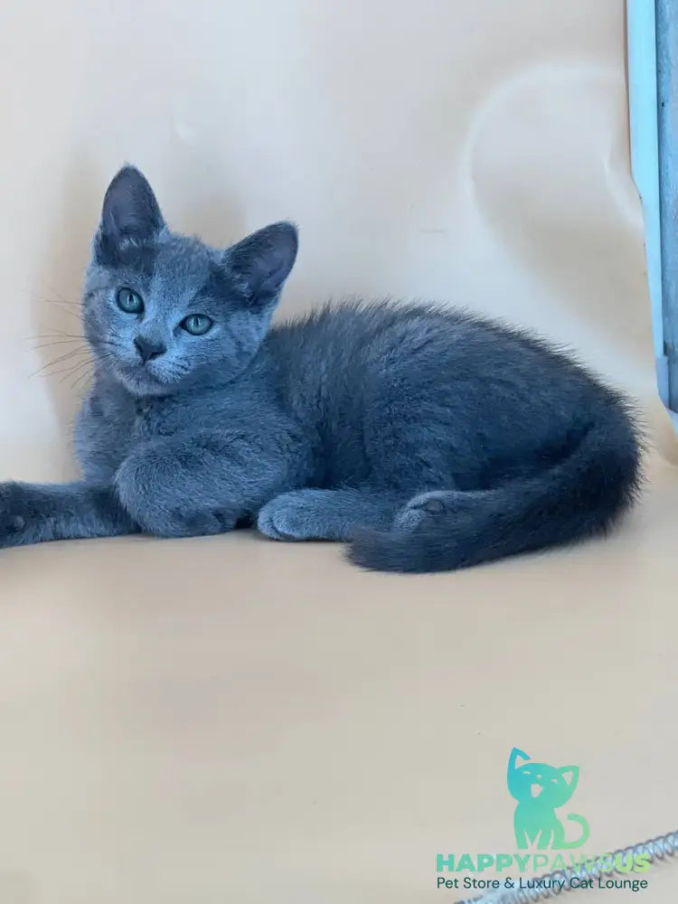 Kajra Russian Blue female blue - live animals