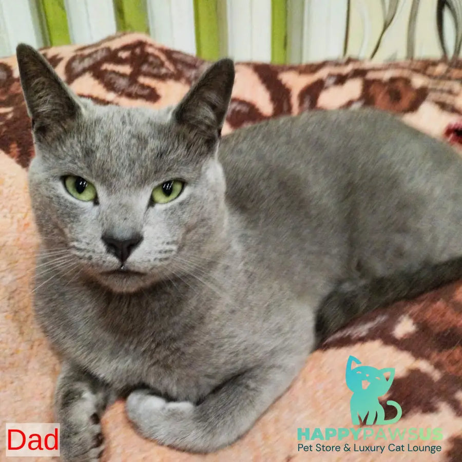 Kajra Russian Blue female blue - live animals