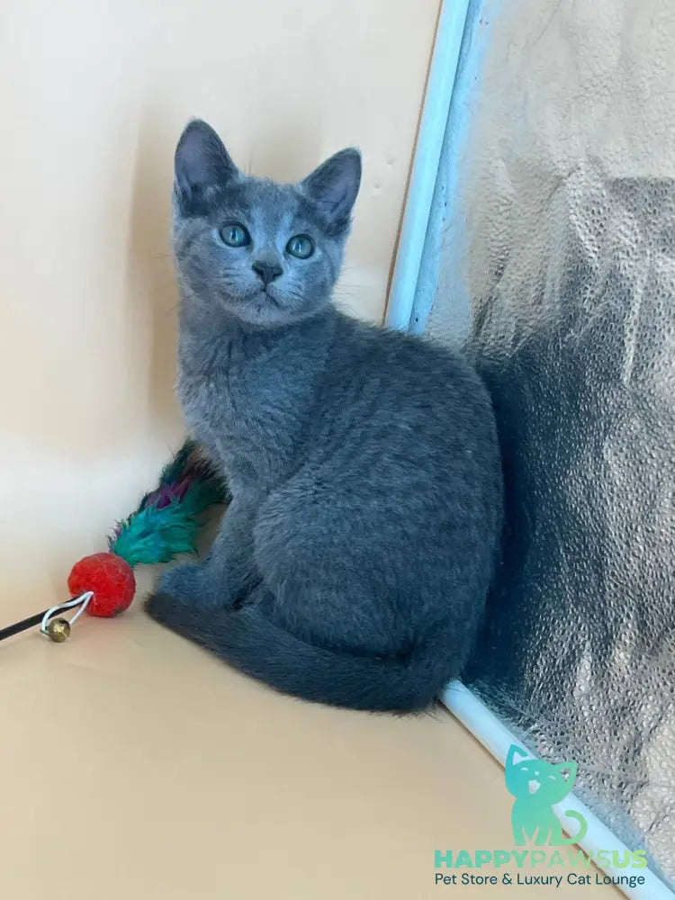 Kajra Russian Blue female blue - live animals