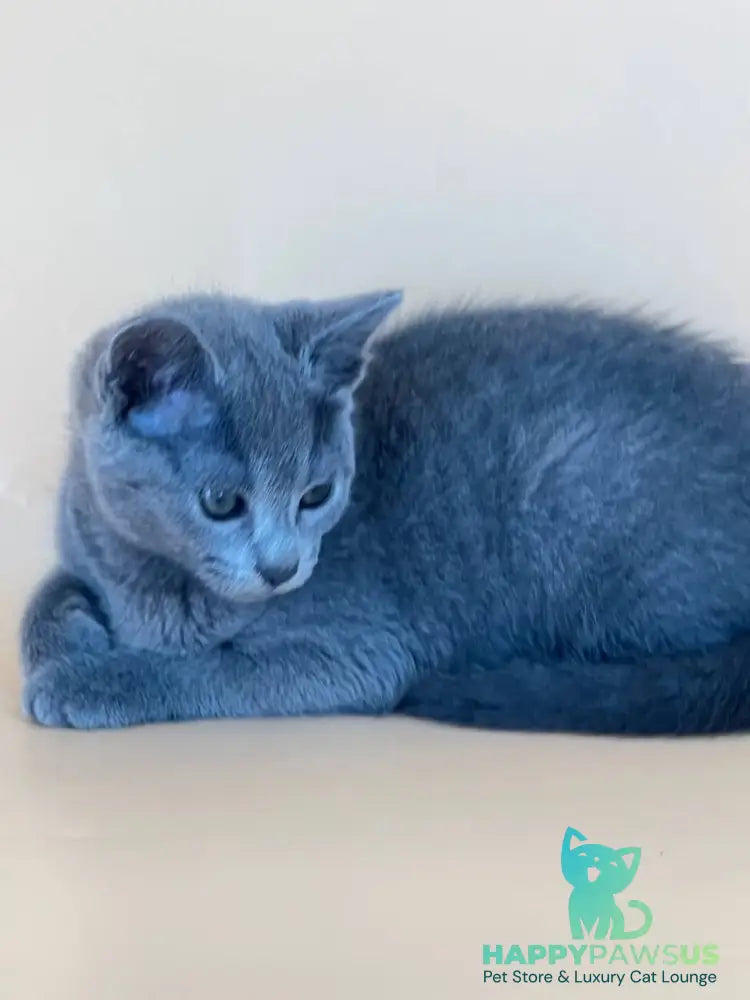 Kajra Russian Blue female blue - live animals