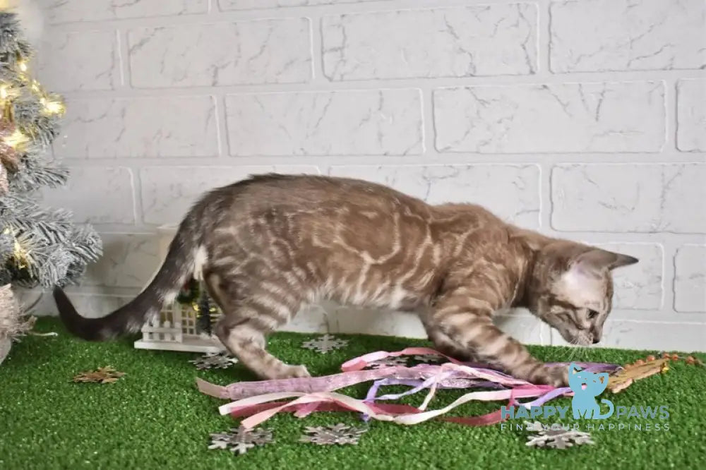 Kakao Bengal male snow charcoal live animals