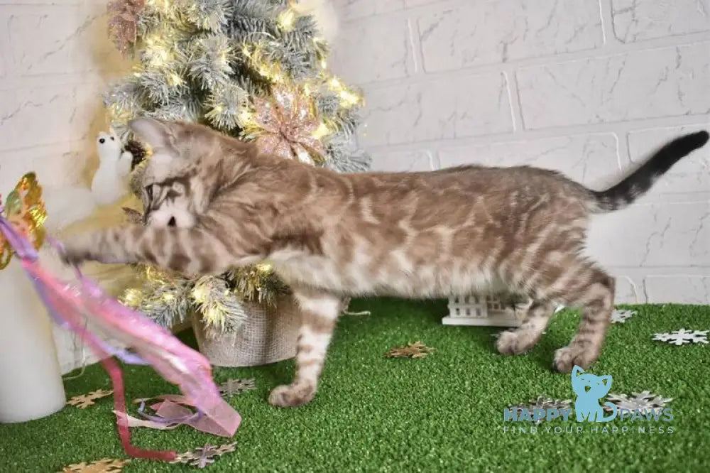 Kakao Bengal male snow charcoal live animals