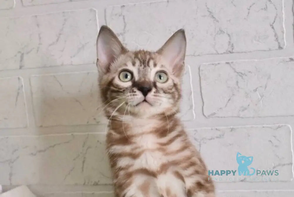 Kakao Bengal male snow charcoal live animals