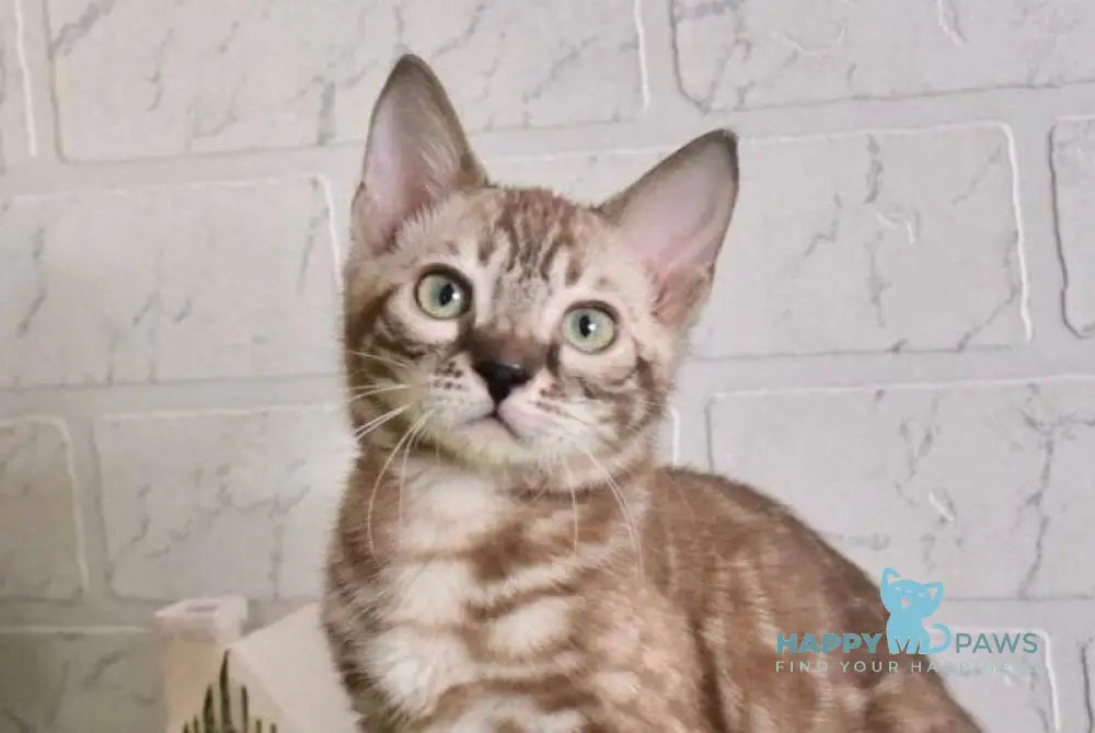 Kakao Bengal male snow charcoal live animals