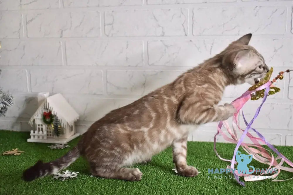 Kakao Bengal male snow charcoal live animals