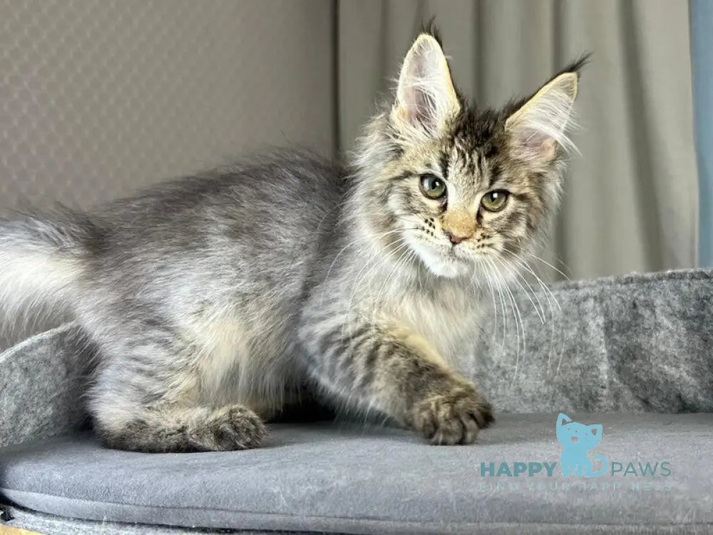 Kalen Maine Coon male black ticked tabby live animals