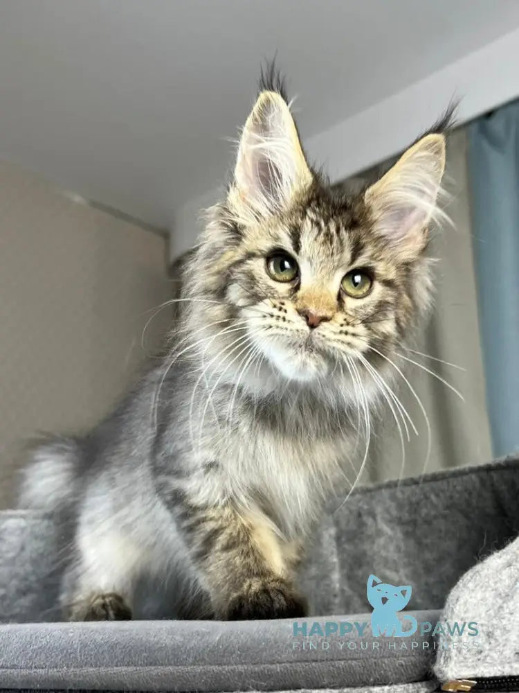 Kalen Maine Coon male black ticked tabby live animals
