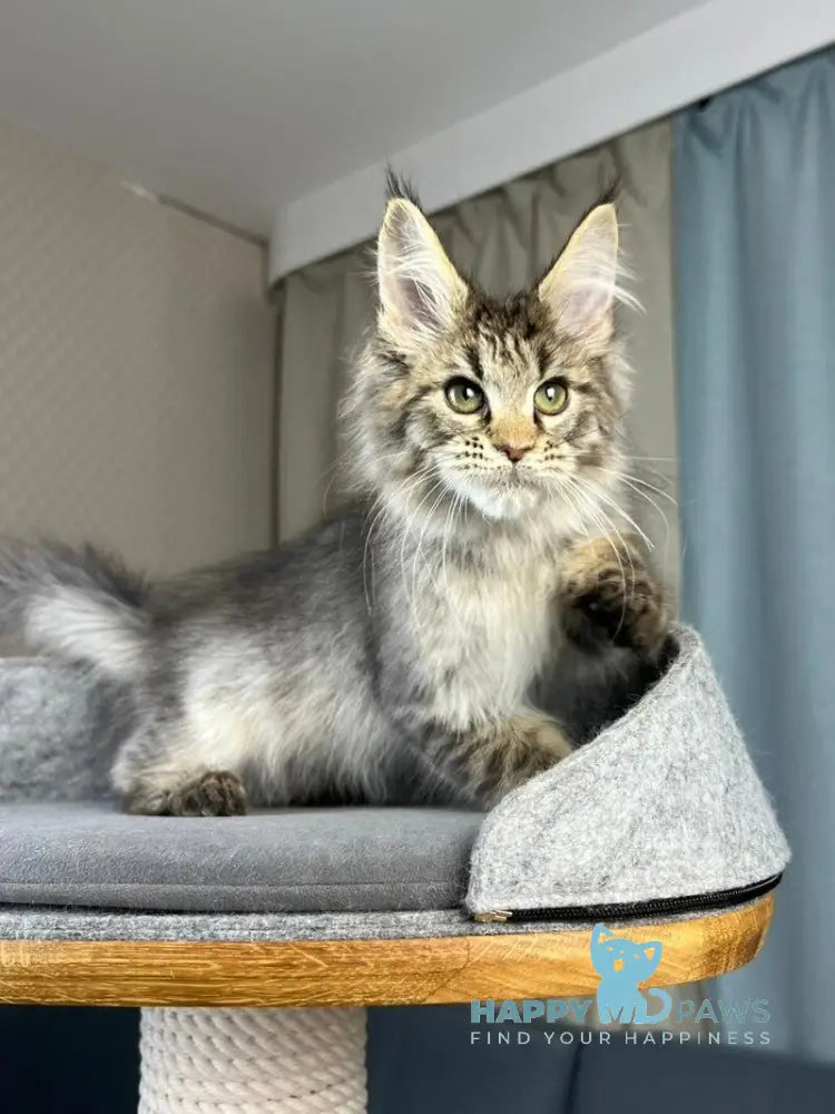 Kalen Maine Coon male black ticked tabby live animals