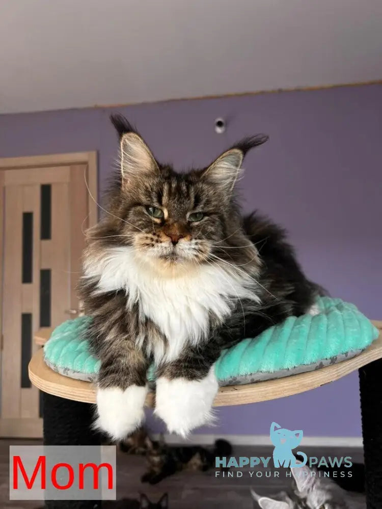 Kalen Maine Coon male black ticked tabby live animals