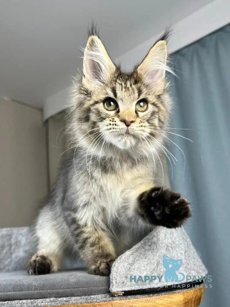 Kalen Maine Coon male black ticked tabby live animals