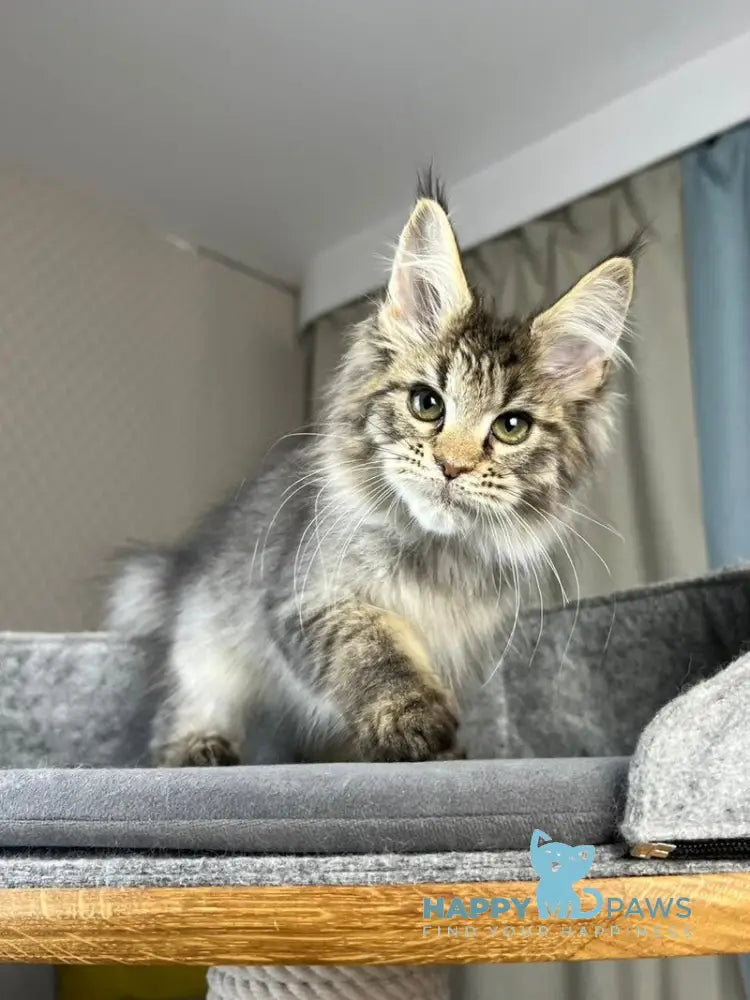 Kalen Maine Coon male black ticked tabby live animals