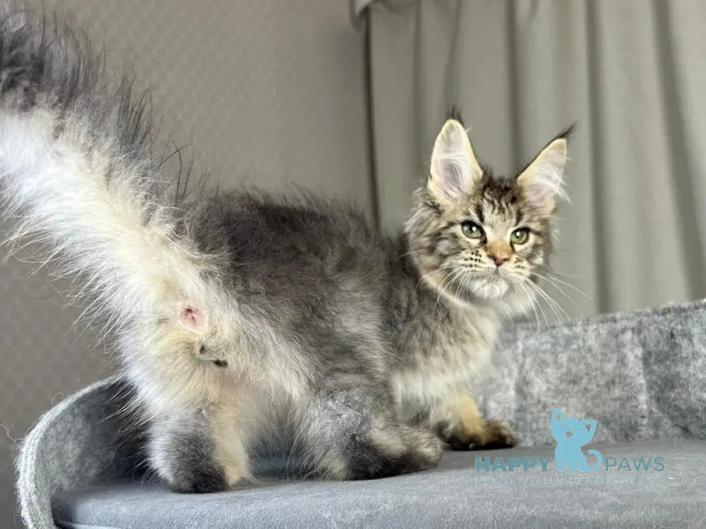 Kalen Maine Coon male black ticked tabby live animals