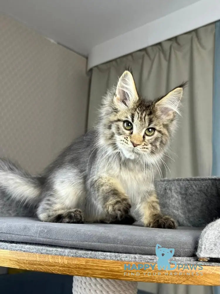 Kalen Maine Coon male black ticked tabby live animals