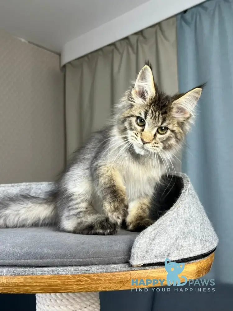 Kalen Maine Coon male black ticked tabby live animals