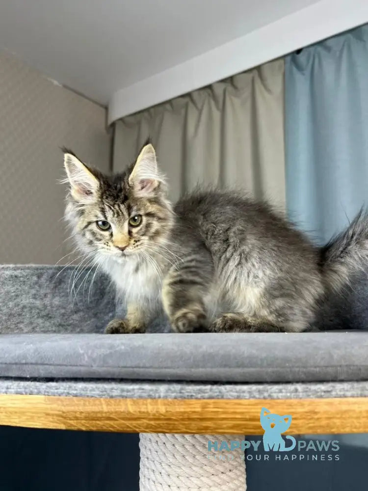 Kalen Maine Coon male black ticked tabby live animals