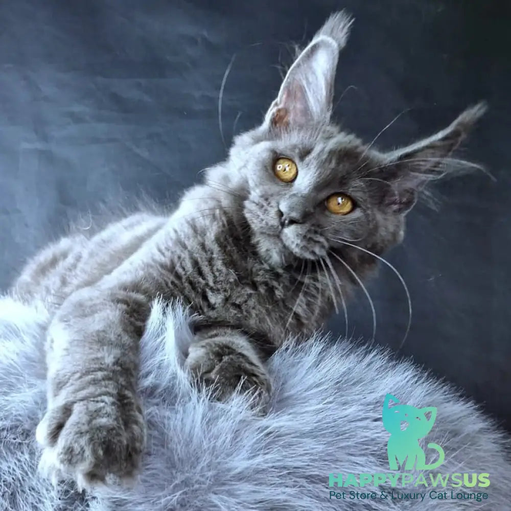 Kali Luxuria Maine Coon female blue - live animals