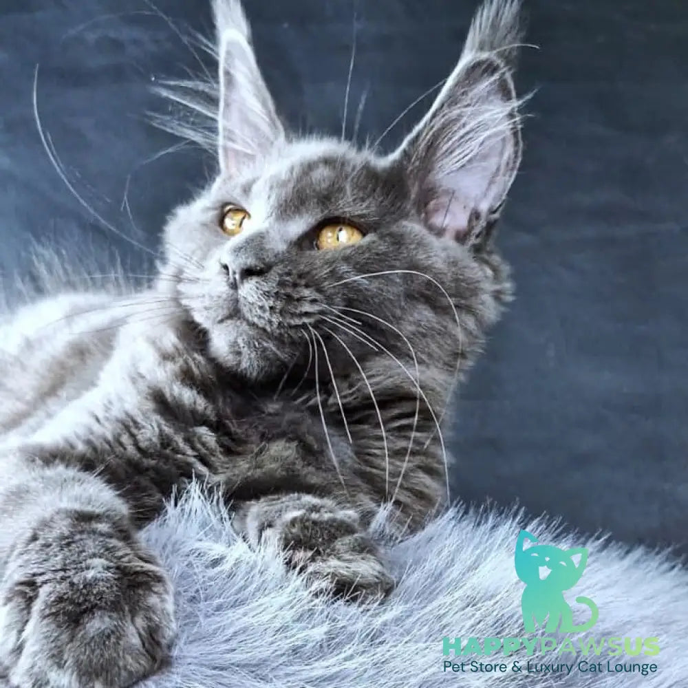 Kali Luxuria Maine Coon female blue - live animals