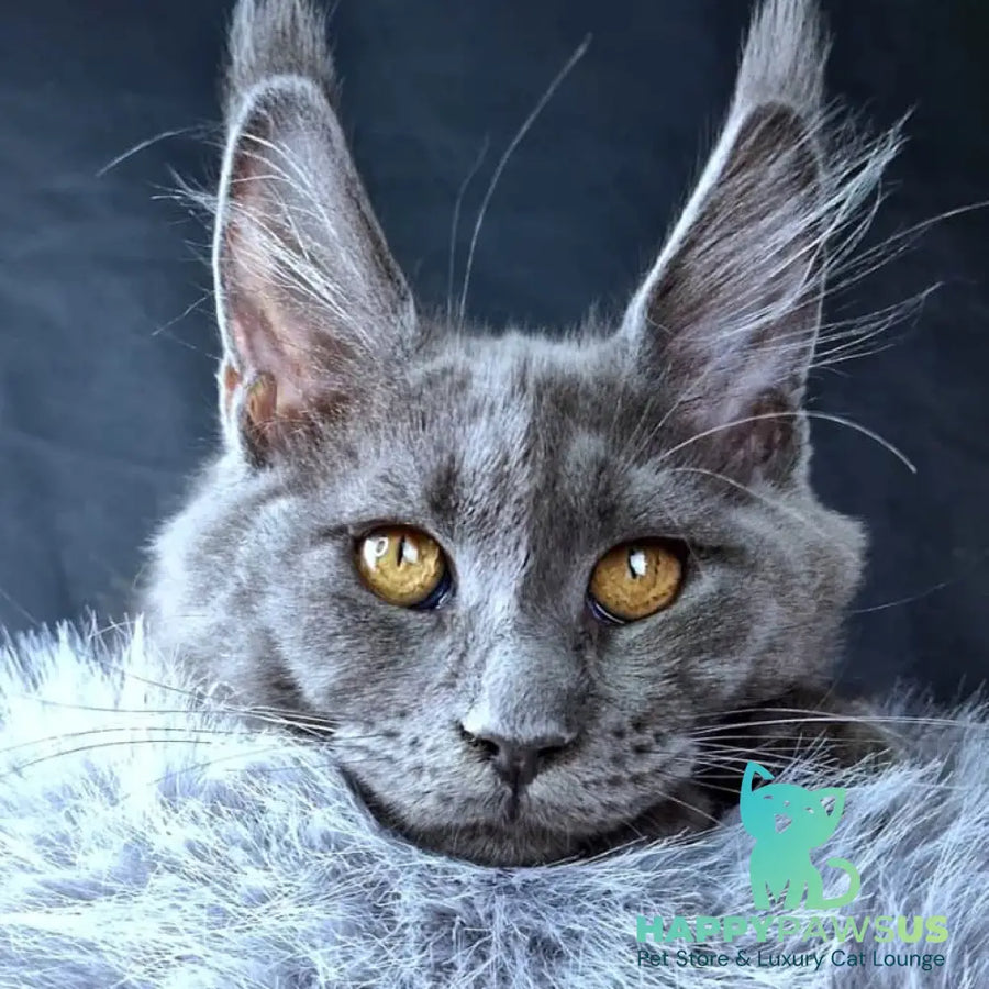 Kali Luxuria Maine Coon female blue - live animals