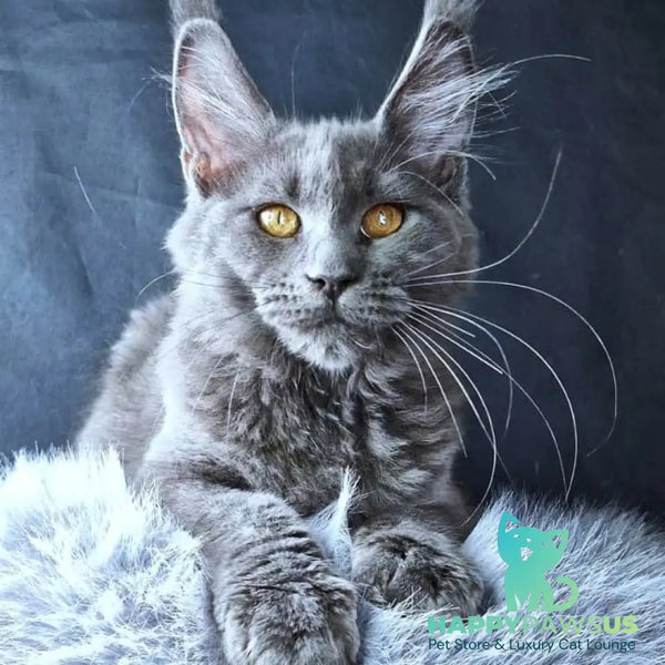 Kali Luxuria Maine Coon female blue - live animals