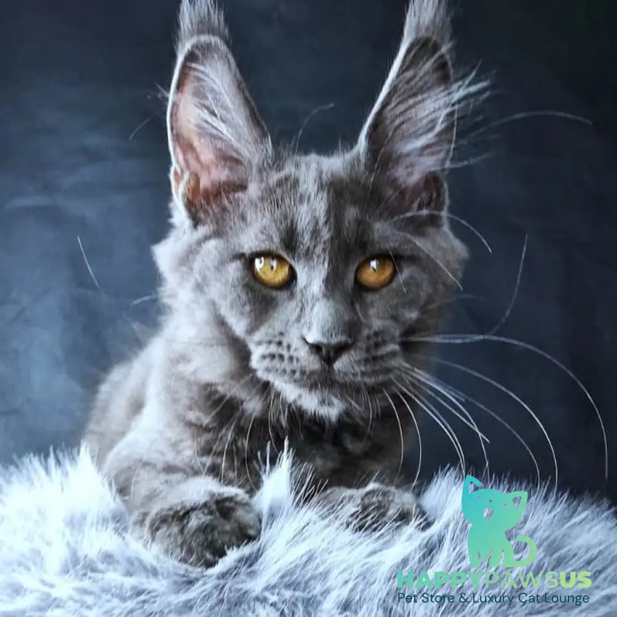 Kali Luxuria Maine Coon female blue - live animals