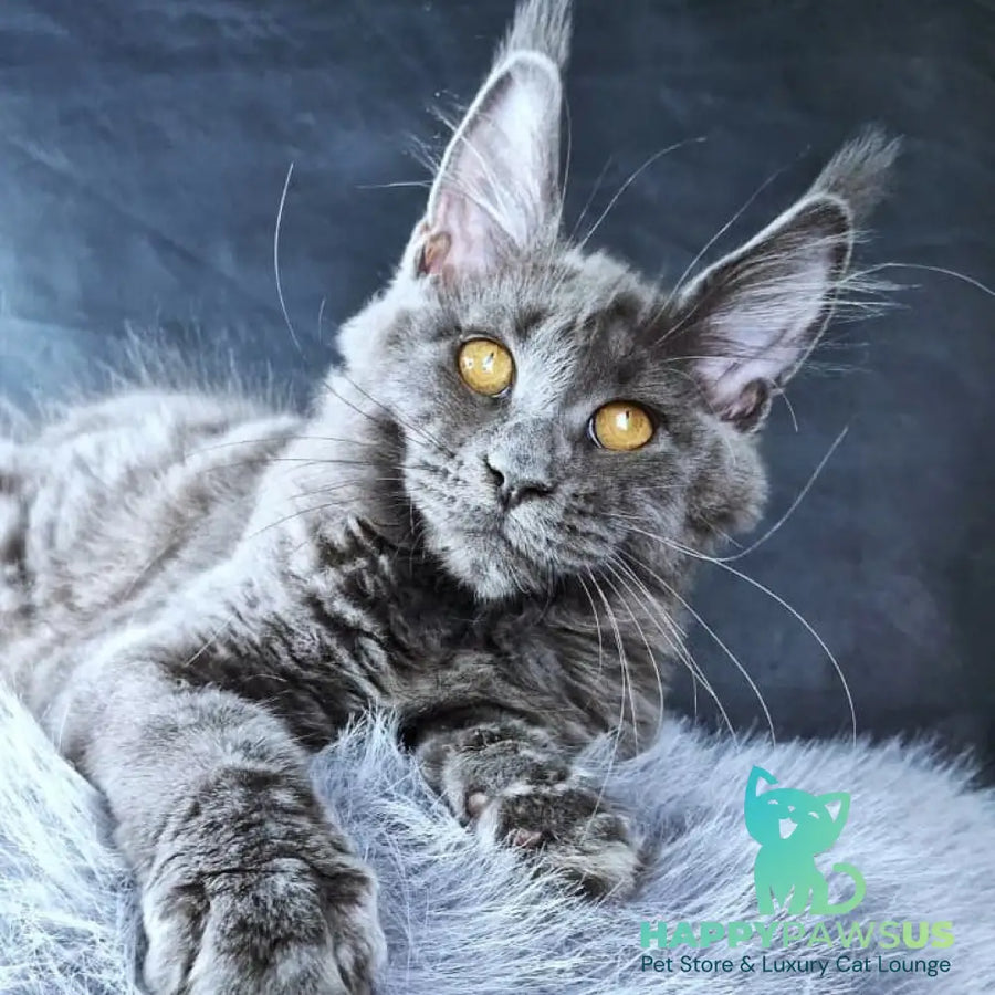 Kali Luxuria Maine Coon female blue - live animals