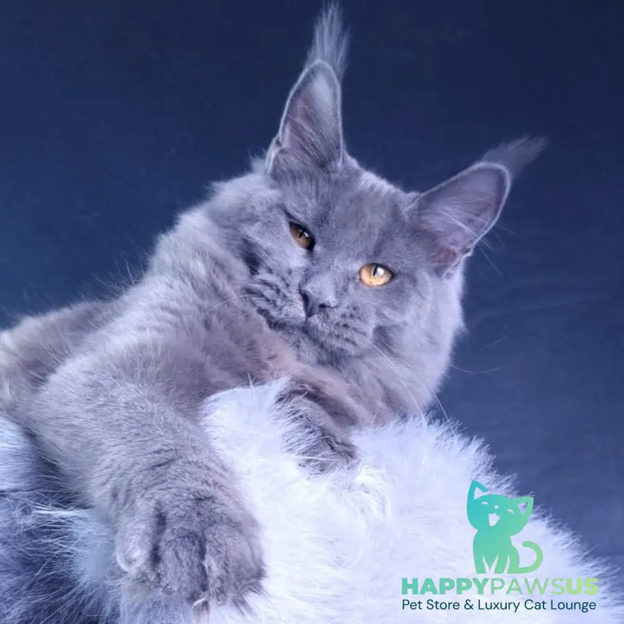 Kali Maine Coon female blue - live animals