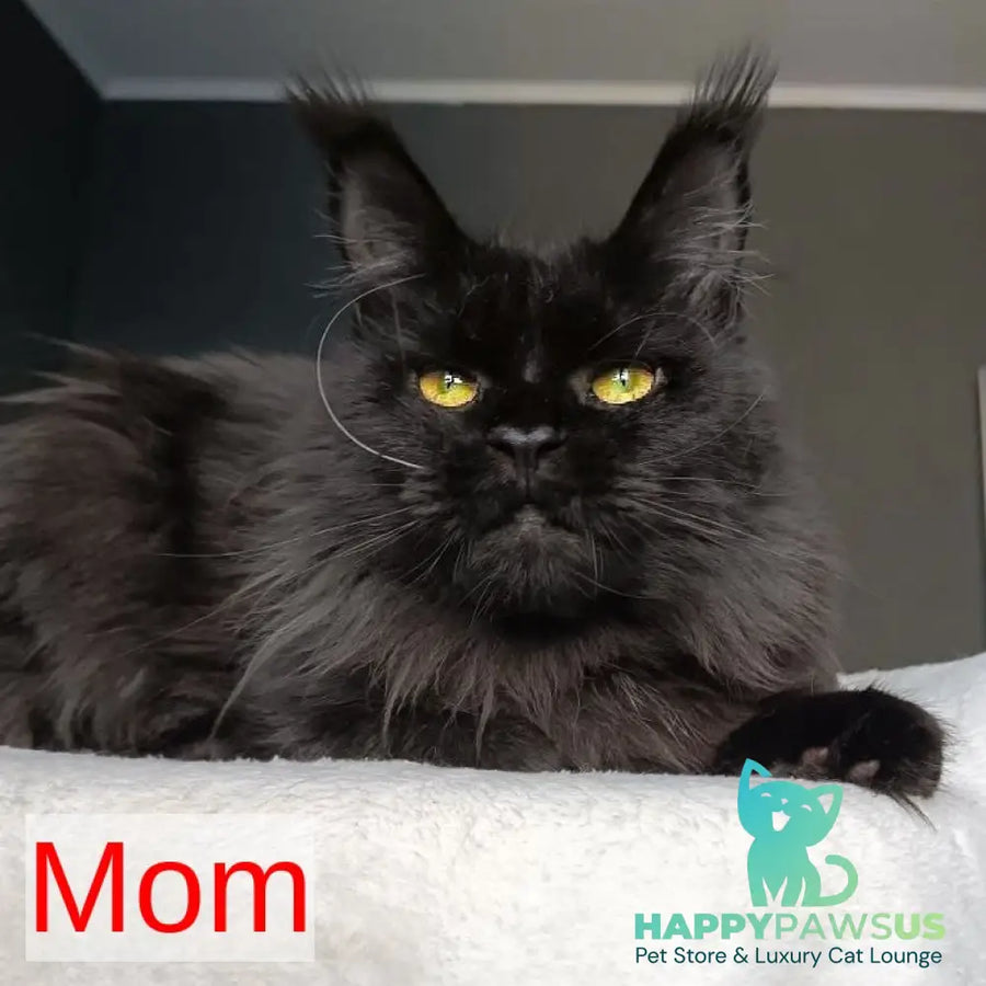 Kali Maine Coon female blue - live animals