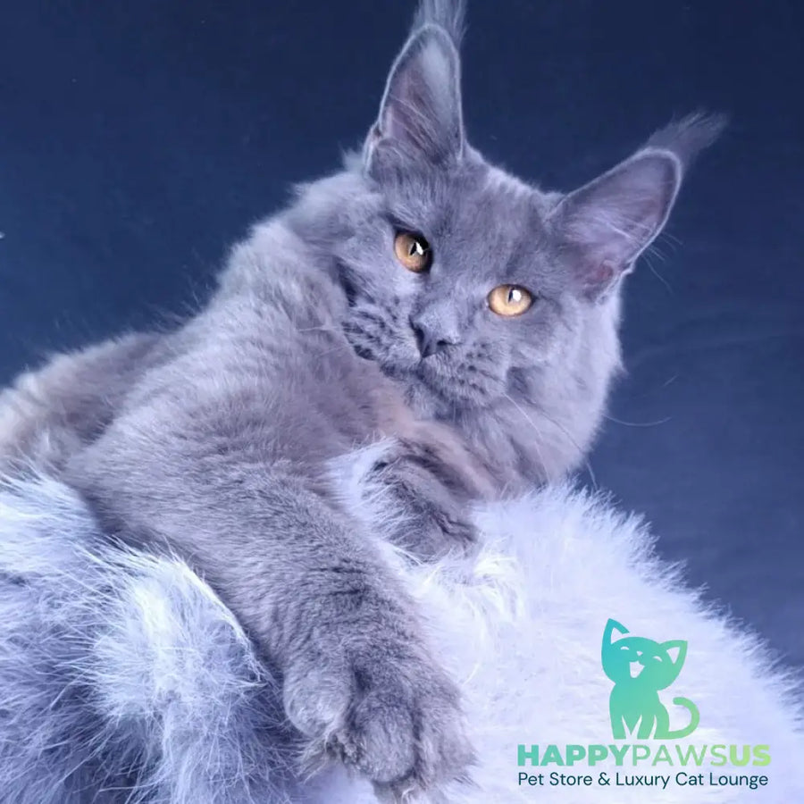 Kali Maine Coon female blue - live animals