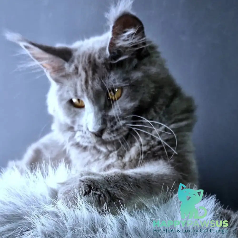 Kali Maine Coon female blue - live animals