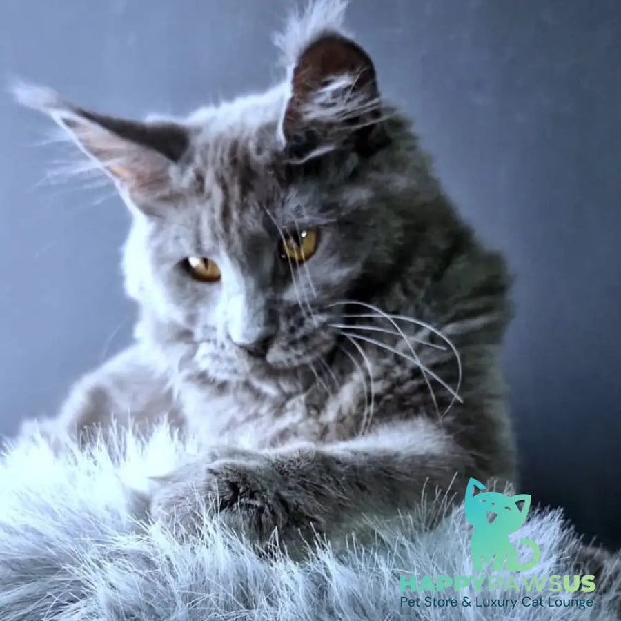 Kali Maine Coon female blue - live animals