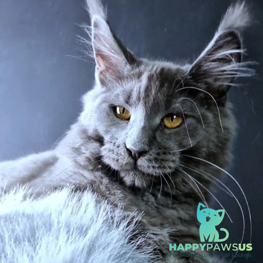 Kali Maine Coon female blue - live animals