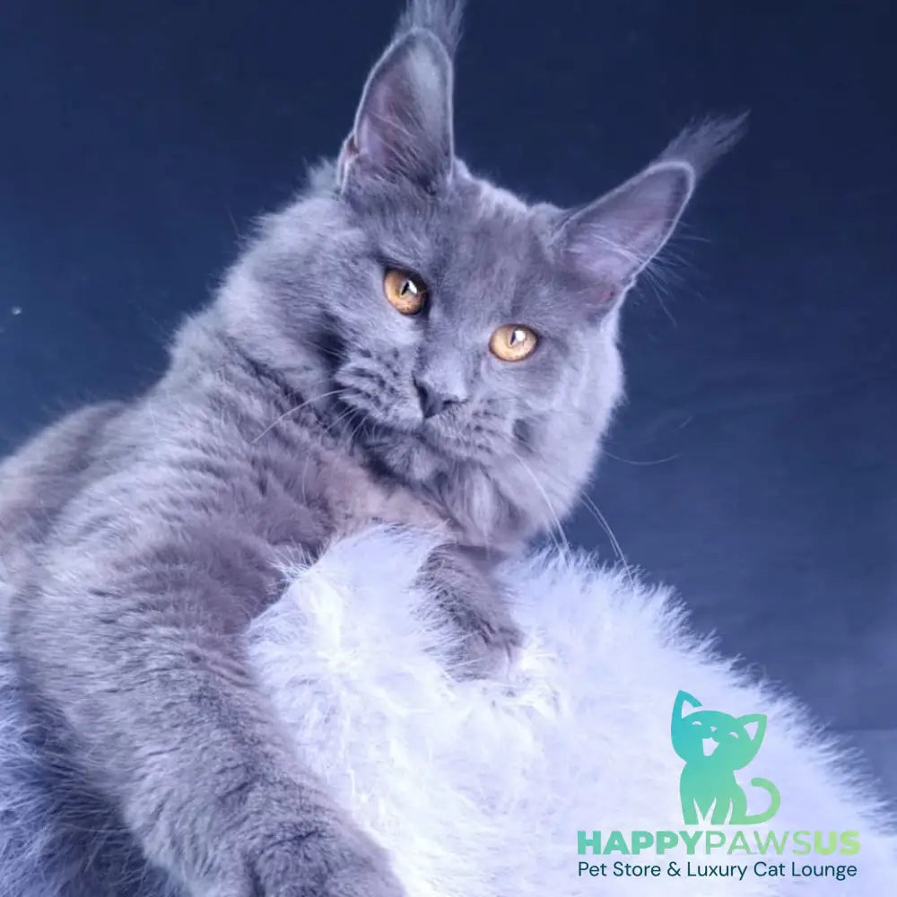 Kali Maine Coon female blue - live animals