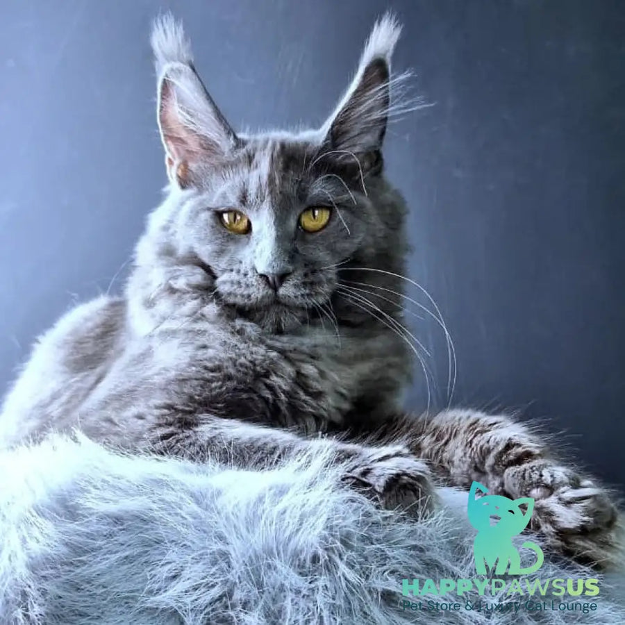 Kali Maine Coon female blue - live animals