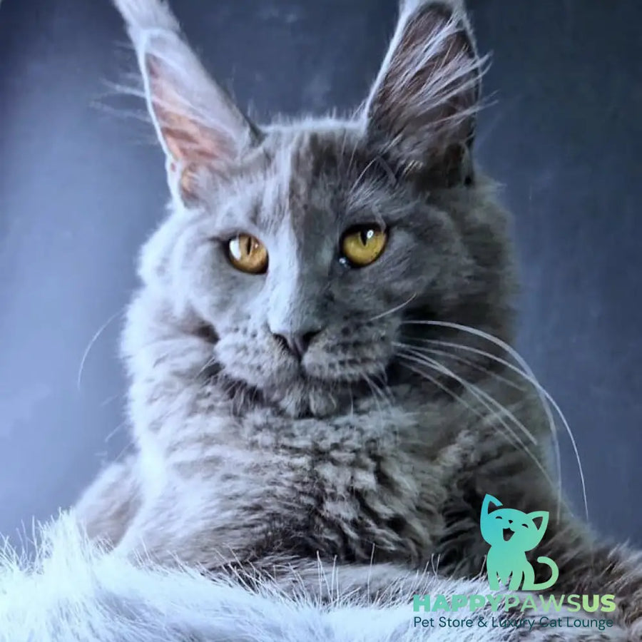 Kali Maine Coon female blue - live animals