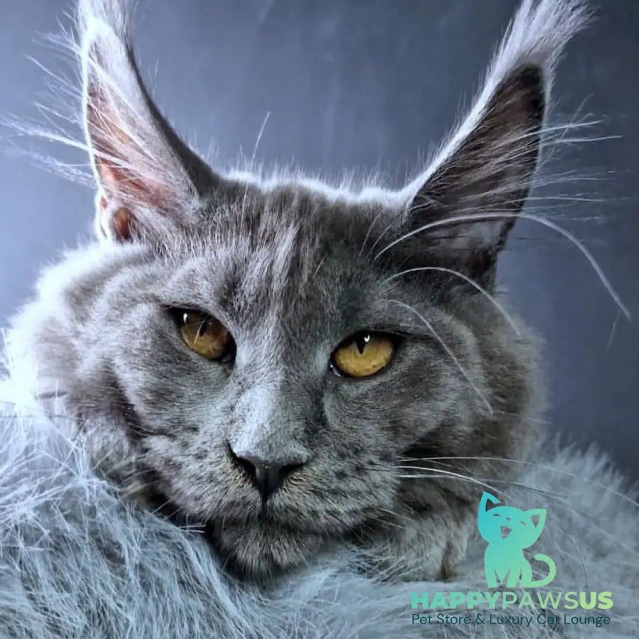 Kali Maine Coon female blue - live animals