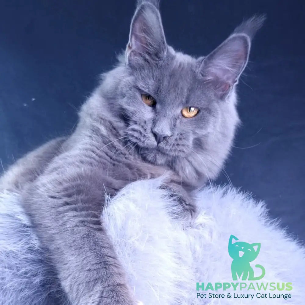 Kali Maine Coon female blue - live animals