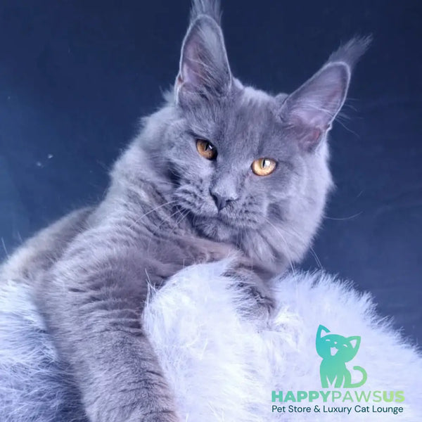 Kali Maine Coon female blue - live animals