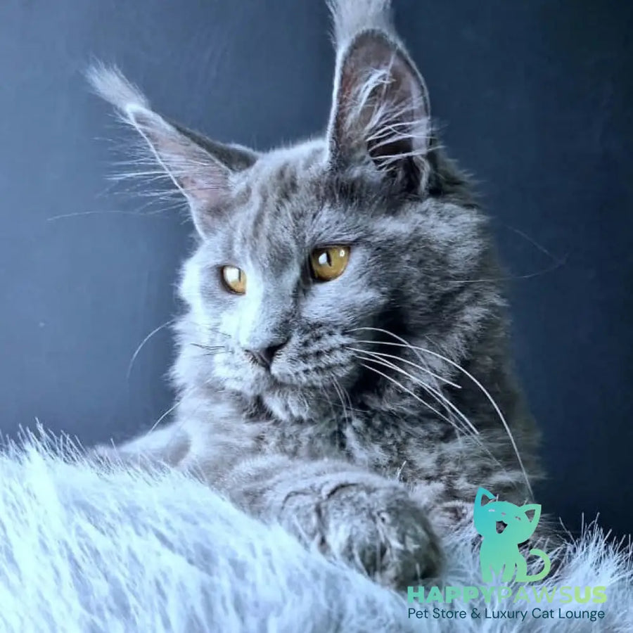 Kali Maine Coon female blue - live animals