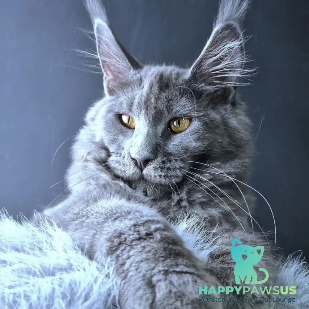 Kali Maine Coon female blue - live animals