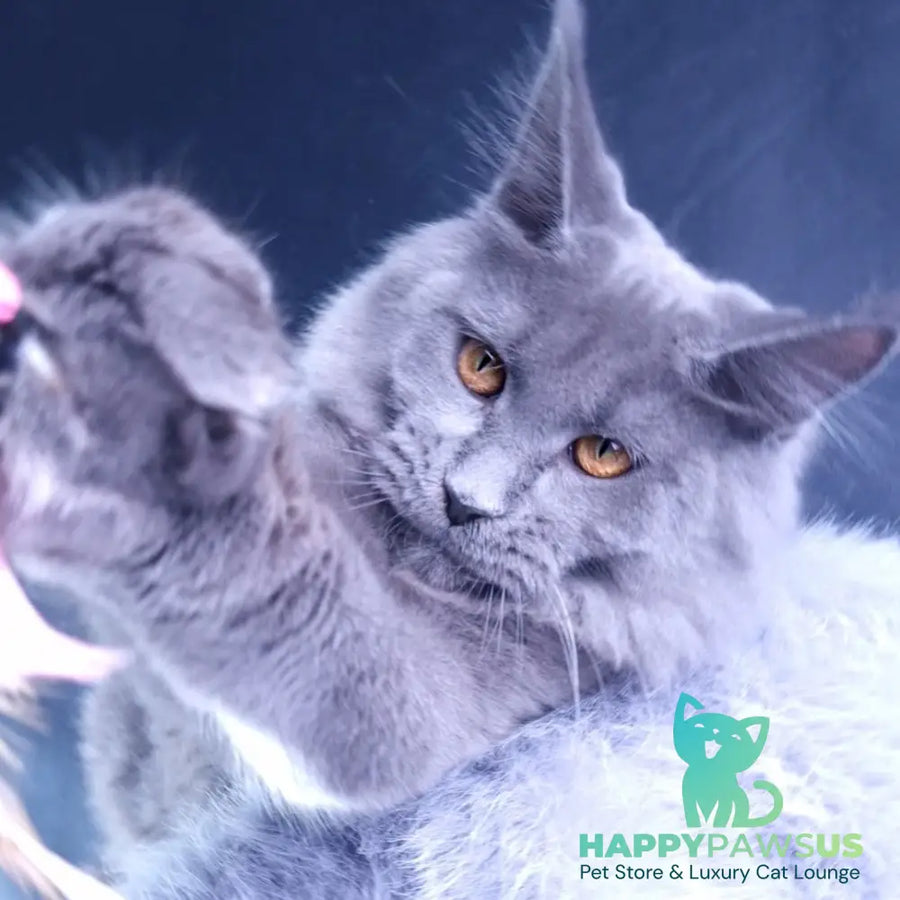 Kali Maine Coon female blue - live animals