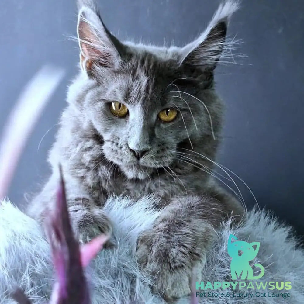 Kali Maine Coon female blue - live animals