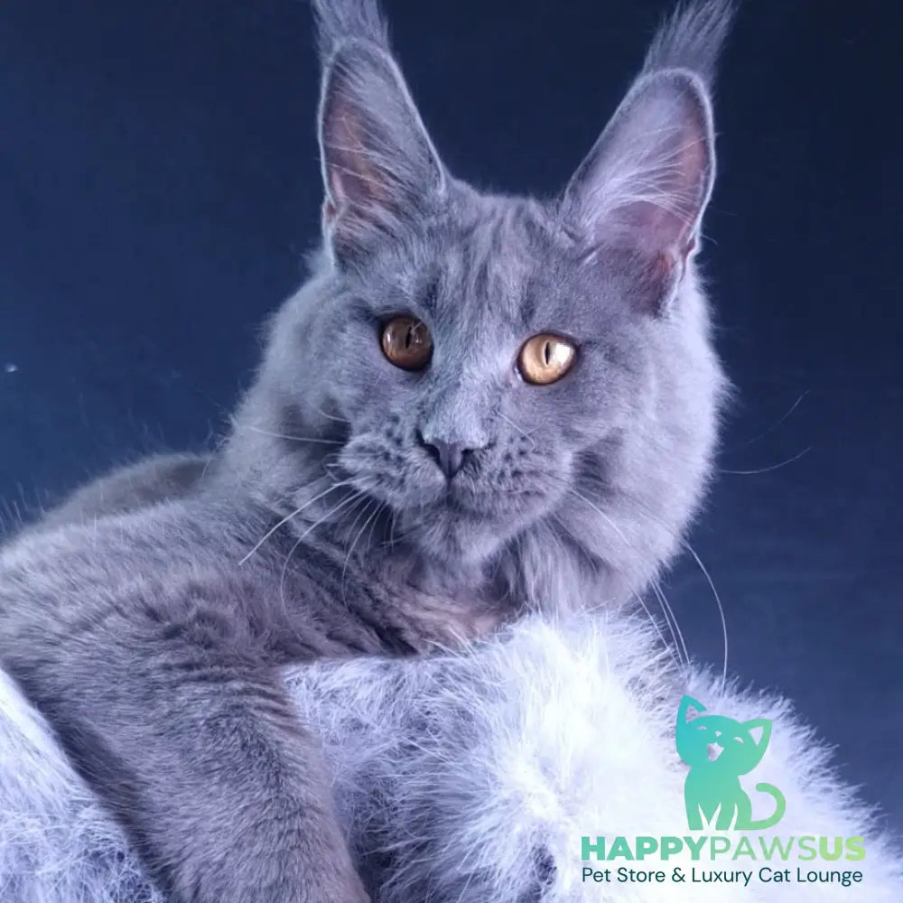 Kali Maine Coon female blue - live animals