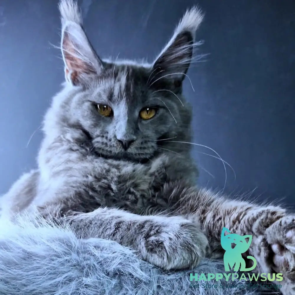 Kali Maine Coon female blue - live animals